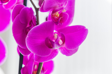 Fototapeta na wymiar coseup of blooming violet phalaenopsis orchid on window sill. House gardening, exotic plant