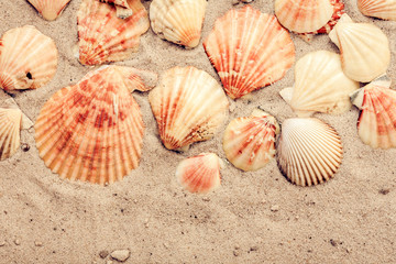 Seashells on the sand, summer beach background, travel concept .