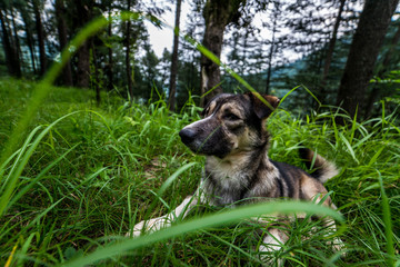 Indian Dog in a forest. Dog walking outdoors in a forest.