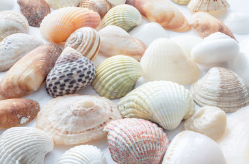 Background of small sea shells
