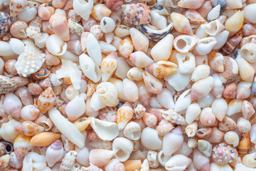 Background of small sea shells