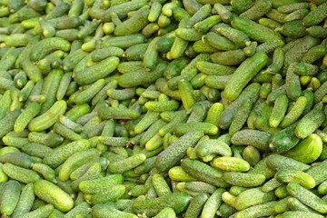 Bunch of cucumbers after harvest for the production of pickled cucumbers