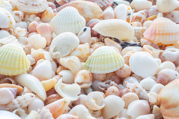 Background of small sea shells
