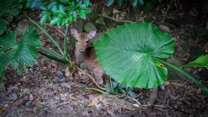 young plants in the garden