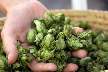 Hopfen