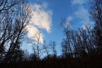 A view of the winter woods