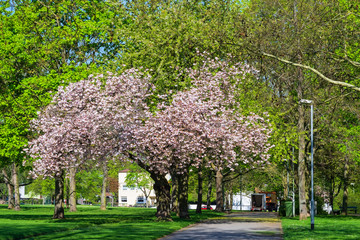 Blühender Apfelbaum im Stadtpark von Mainz