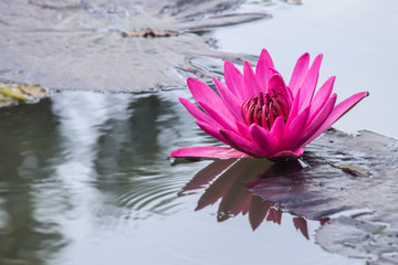 Pink lotus flower.