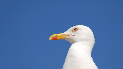 beautiful portrait of white free seagull with vivid blue sky as background with copy space