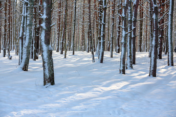 Winter forest, Park after a snowstorm