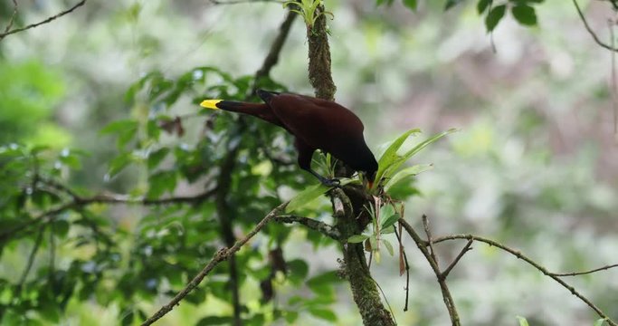 Montezuma Oropendola - Psarocolius montezuma  New World tropical icterid bird. It is in the Caribbean coastal lowlands, Mexico, Panama, Nicaragua, Honduras, Costa Rica