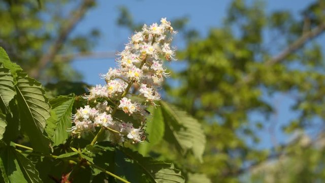 A branch of flowering chestnut. Spring flowers