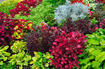 Coleus, Canna, Hosta, Begonia, Fuchsia, cineraria in the garden