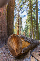 Obraz premium kings canyon & sequoia park