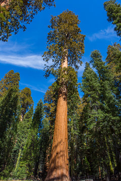 kings canyon & sequoia park