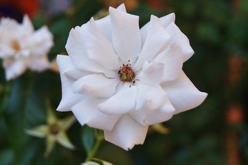 Wild white roses