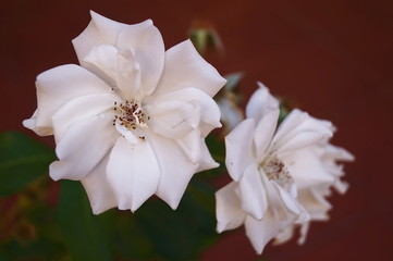 Wild white roses