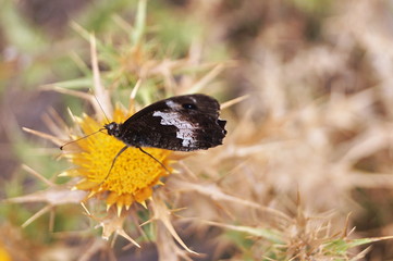 Butterfly on Monte Capanne, Elba island, Tuscany, Italy