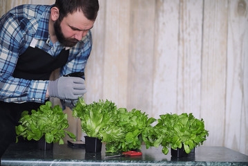 farmer grows fresh lettuce leaves for the preparation of tasty dishes