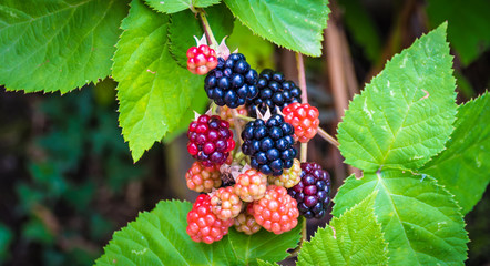 Blackberry fruit on a bush.