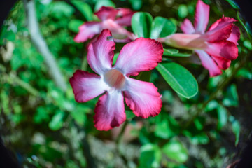 Beautiful colorful flowers named Adenium can be seen at Ratchaburi province in Thailand.