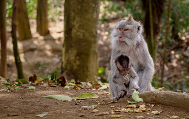 Affe und Baby in Ubud, Bali