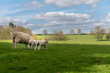 Family of sheep on grass meadow