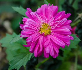  beautiful aster flower, with pink petals