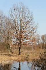 Fototapeta premium tree reflected in the water, spring