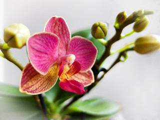 Naklejka na ściany i meble pink orchid close up