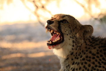 Snarling cheetah