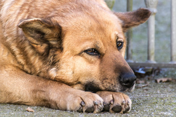Un perro de grandes orejas tumbado