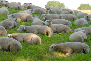 sheep laying in grass meadow