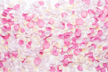 Pink rose flowers petals on white background. Flat lay, top view, copy space.