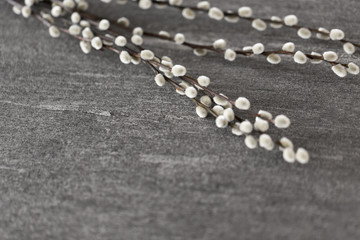 easter, plant and object concept - pussy willow branches on stone background