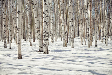 birch forest in winter