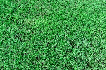 Green grass floor naturally texture. Ideal for background and design.