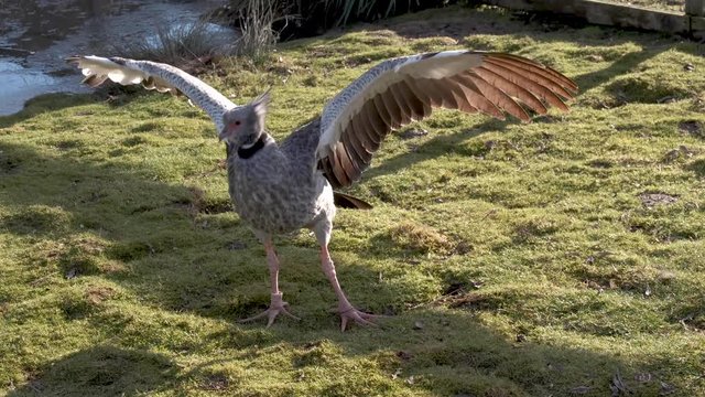 Crested Screamer bird spreading its wings (Chauna torquata)