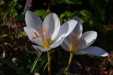 Fototapeta premium Осеннецветущий крокус, Crocus 'ZEPHYR' в саду