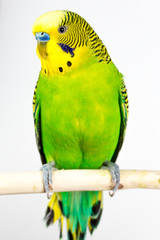 budgerigar on white background isolate