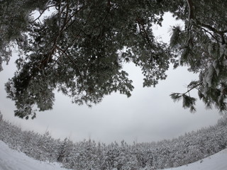 The winter forest. Road in the woods in winter.