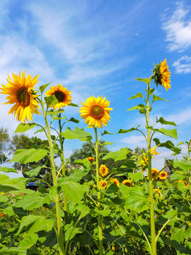 field of blooming sunflowers.Top View.Sunflower field landscape. Sunflower field panorama. Sunflower field in sunny day landscape.Beautiful flower in the garden.Sunny day.Honey Bee pollinating.