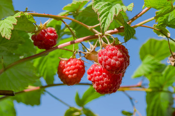 Ripe red raspberries on a branch with green leaves, illuminated by the sun, against the blue sky, summer landscape
