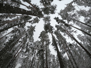 The winter forest. Road in the woods in winter.
