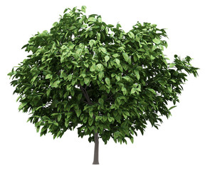 pomelo tree isolated on white background