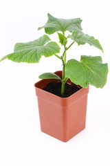 Young cucumber pot seedlings
