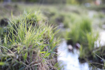 Spring nature. Leaves and bushes with the first green leaves in the park in the spring. Green leaves on branches in springtime.