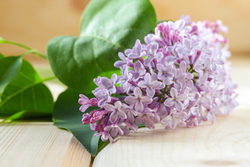 Lilac spring