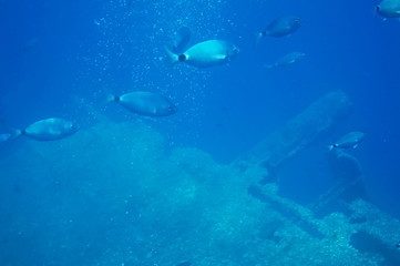 Obraz premium Underwater view in front of the west coast of the Island of Elba, Tuscany, Italy