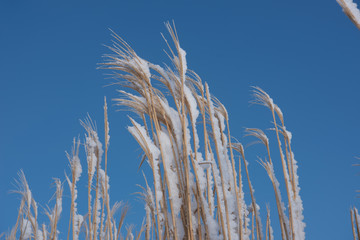 Winterlandschaft bei Feldkirch in Vorarlberg